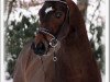 stallion Showman Sam (Westphalian, 2008, from Stoiber SN)