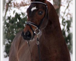 Deckhengst Showman Sam (Westfale, 2008, von Stoiber SN)