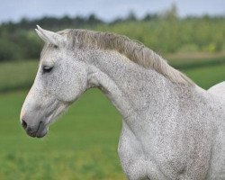 broodmare Nordica I (Holsteiner, 1998, from Cassini I)