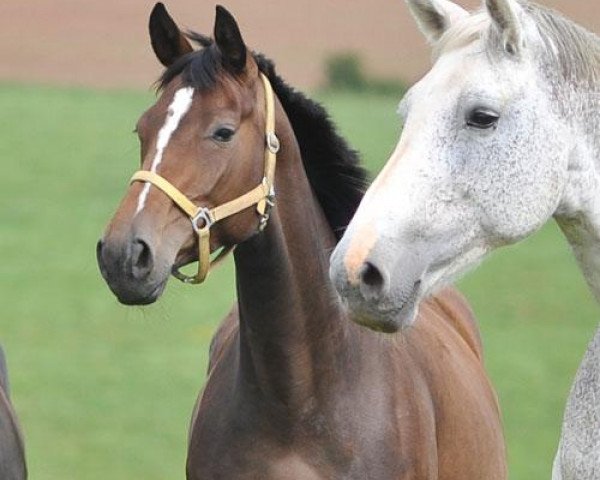 Zuchtstute First Love SN (Hannoveraner, 2007, von Fürst Grandios)