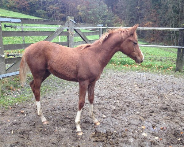 horse Karat´s Full Of Joy (Noble Warmblood, 2013, from Cerasus Karat)