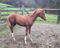 Pferd Karat´s Full Of Joy (Edles Warmblut, 2013, von Cerasus Karat)