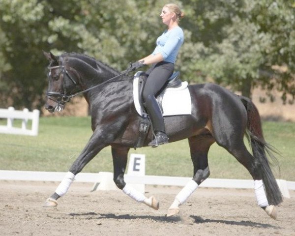 horse Montserrat 13 (Hanoverian, 1996, from Metternich)