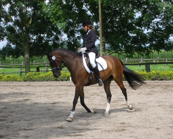 broodmare Ginger 507 (German Riding Pony, 1998, from Herero)