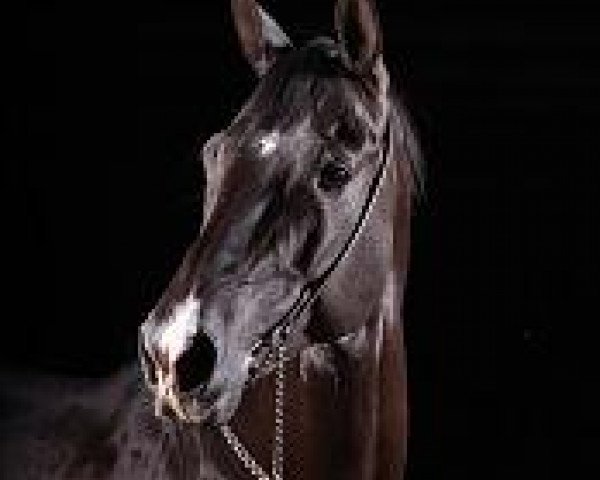 stallion Mustang (Akhal-Teke, 1991, from Kaltaman)