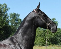 stallion Shaitan Shael (Akhal-Teke, 2005, from Karar)