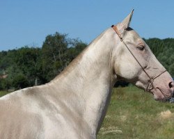 stallion Portos (Akhal-Teke, 2006, from Polotlize)