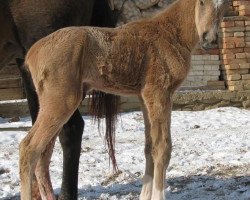 horse Midas Afi (Akhal-Teke, 2012, from Mingam)