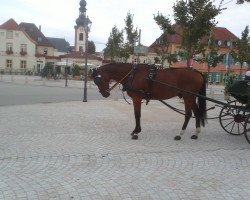 horse Zodiak 6 (Oldenburg, 1988, from Zeus)