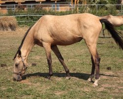 horse Gemini (Akhal-Teke, 2007, from Almaz)