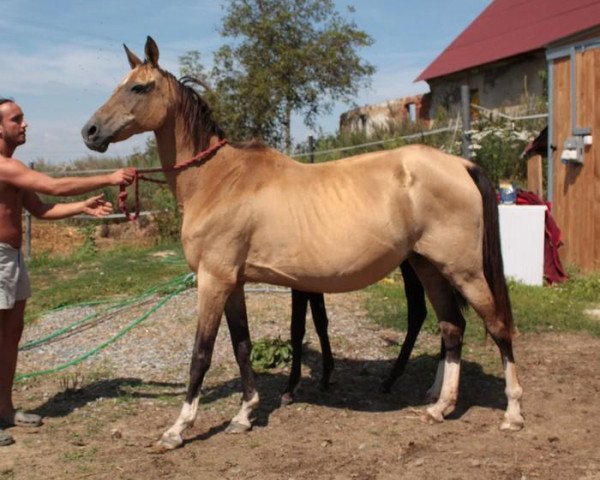 broodmare Gel (Akhal-Teke, 1993, from Melekusch)