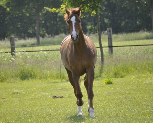 dressage horse Loro Piana (Oldenburg, 2006, from Tannenhof's London Swing)