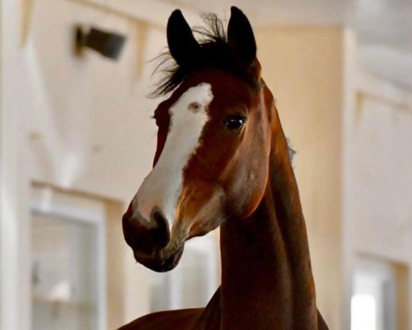 Springpferd Balisto Deluxe (Oldenburger Springpferd, 2015, von Balou du Rouet)