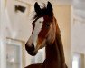 jumper Balisto Deluxe (Oldenburg show jumper, 2015, from Balou du Rouet)