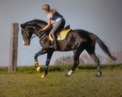 dressage horse Illusion of Time (Hessian Warmblood, 2004, from Ico)