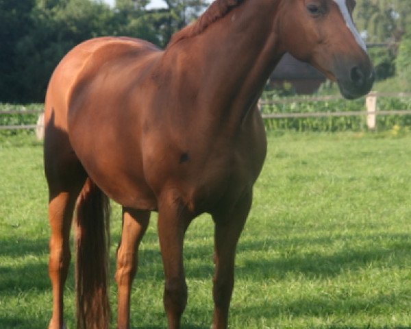 broodmare Well Done (Hanoverian, 1996, from Weltmeyer)