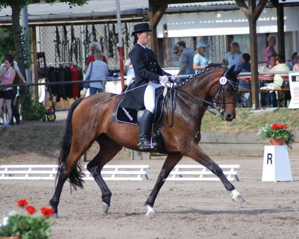 dressage horse Dalida S (Hessian Warmblood, 2002, from Dornenkönig)