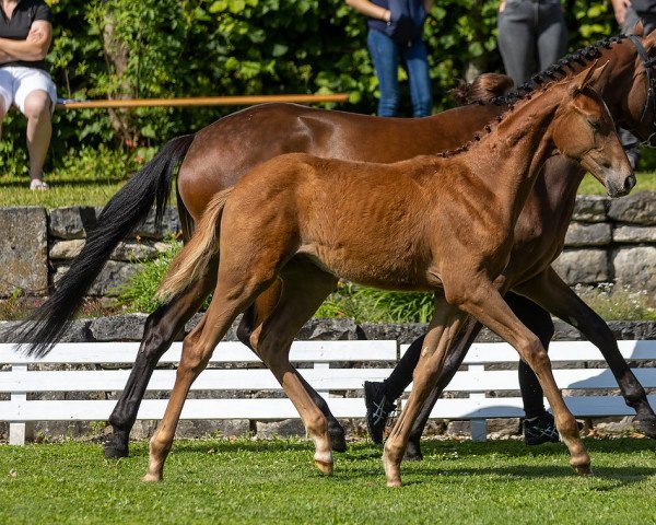 jumper Immerrot (Trakehner, 2021, from Guardiola xx)