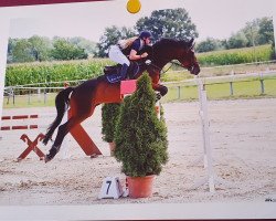 jumper Theo On Top (Oldenburg show jumper, 2015, from Naldo 29)