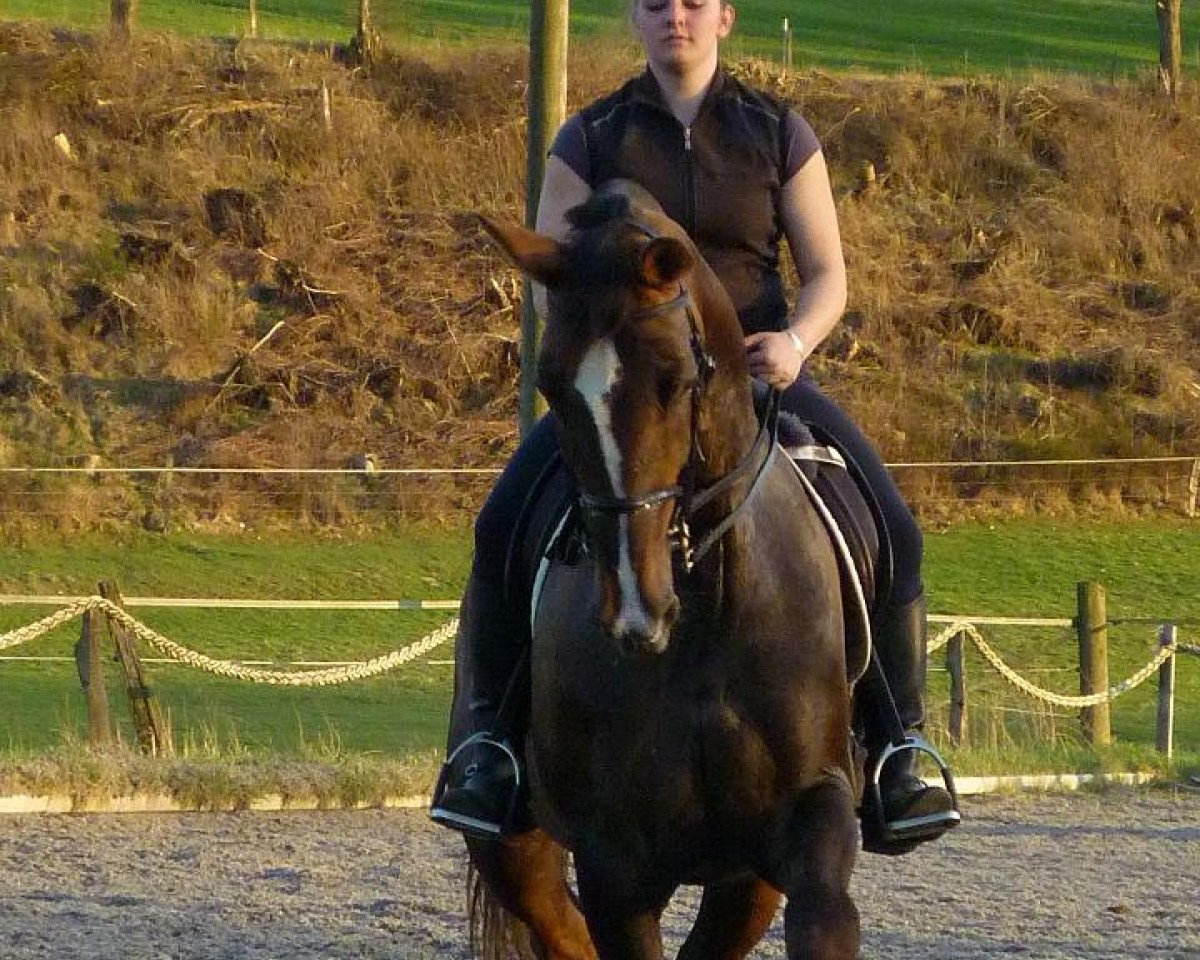 Zuchtstute Emilia 12 (Rheinländer, 2001, von Ehrentusch)
