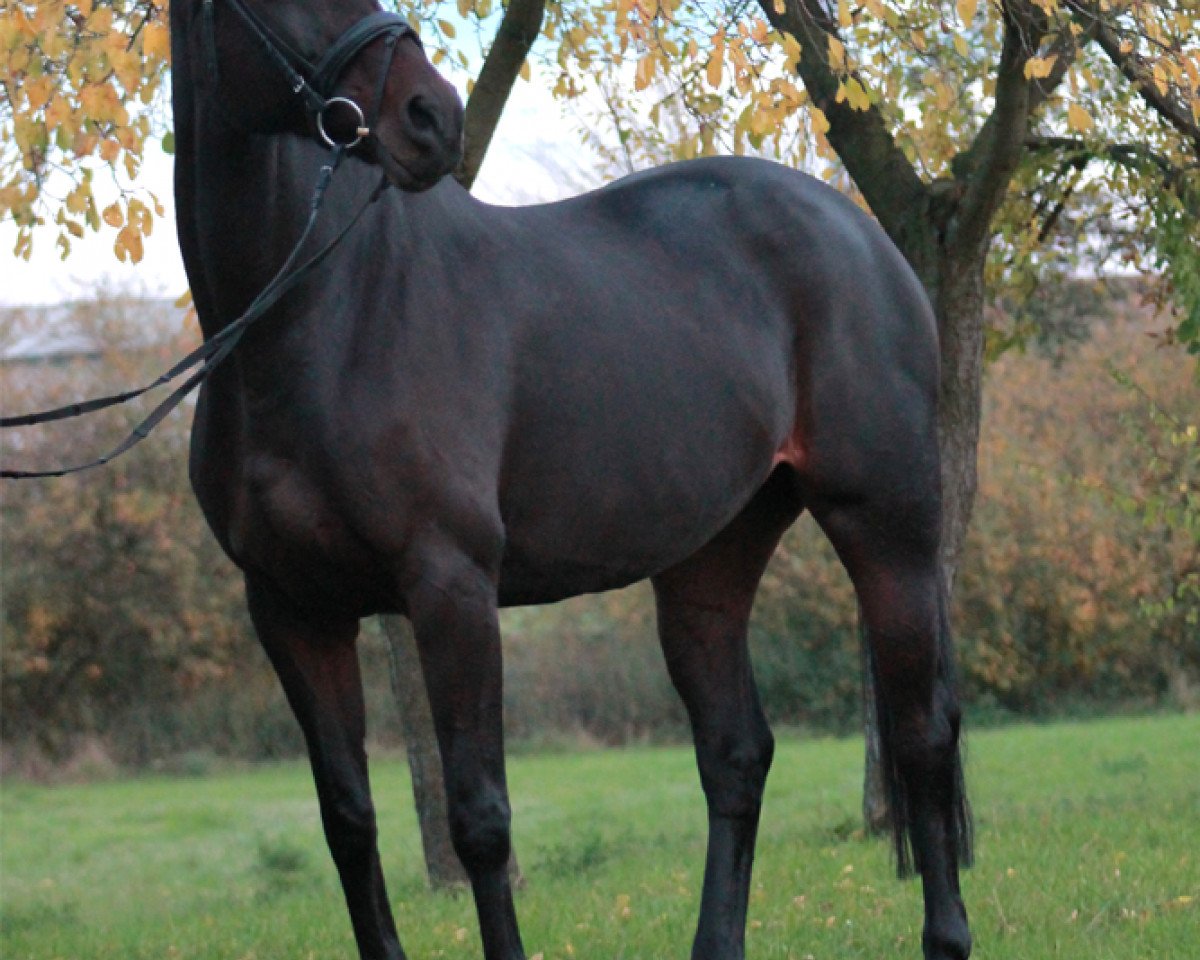 broodmare Cherry (Hanoverian, 1999, from Convoi)