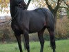 broodmare Cherry (Hanoverian, 1999, from Convoi)