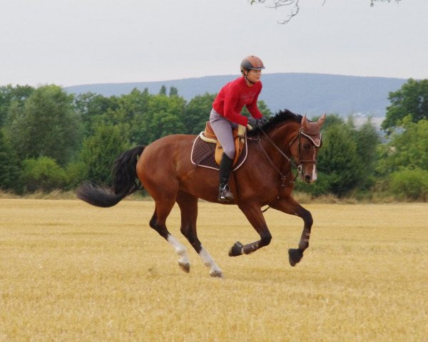 Dressurpferd Dorina 977 (Bayer, 2006, von Fürst Grandios)