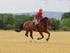 dressage horse Dorina 977 (Bavarian, 2006, from Fürst Grandios)