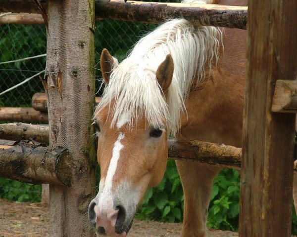 horse Lorraine (Haflinger, 2002, from Nastral)