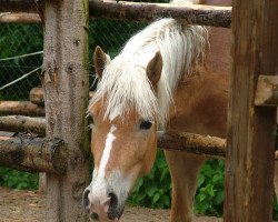 Pferd Lorraine (Haflinger, 2002, von Nastral)