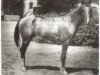 stallion Salsal (Karabagh, 1970, from Signal)