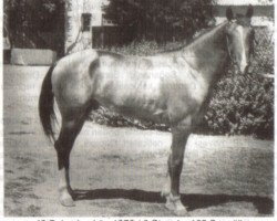 stallion Salsal (Karabagh, 1970, from Signal)