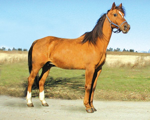 Zuchtstute Sliva (Karabagher, 1986, von Salsal)