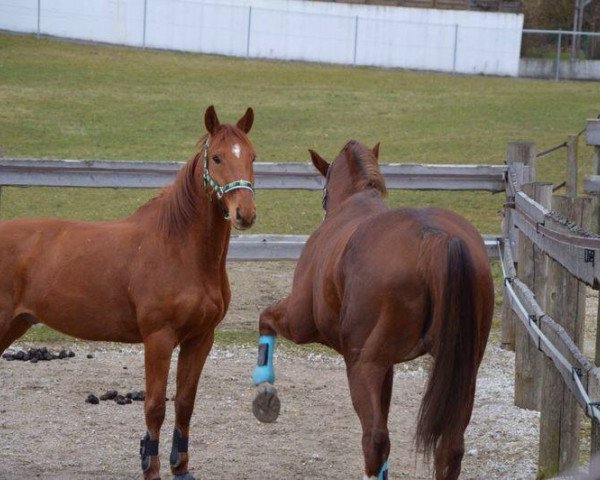 Pferd Red Devil Champion (Bayer, 2006)