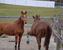 horse Red Devil Champion (Bavarian, 2006)