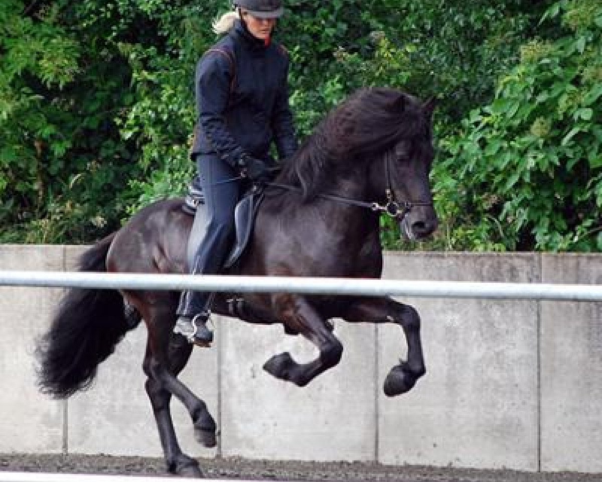 stallion Frami von Hrafnsholt (Iceland Horse, 2004, from Depill frá Votmúla 1)