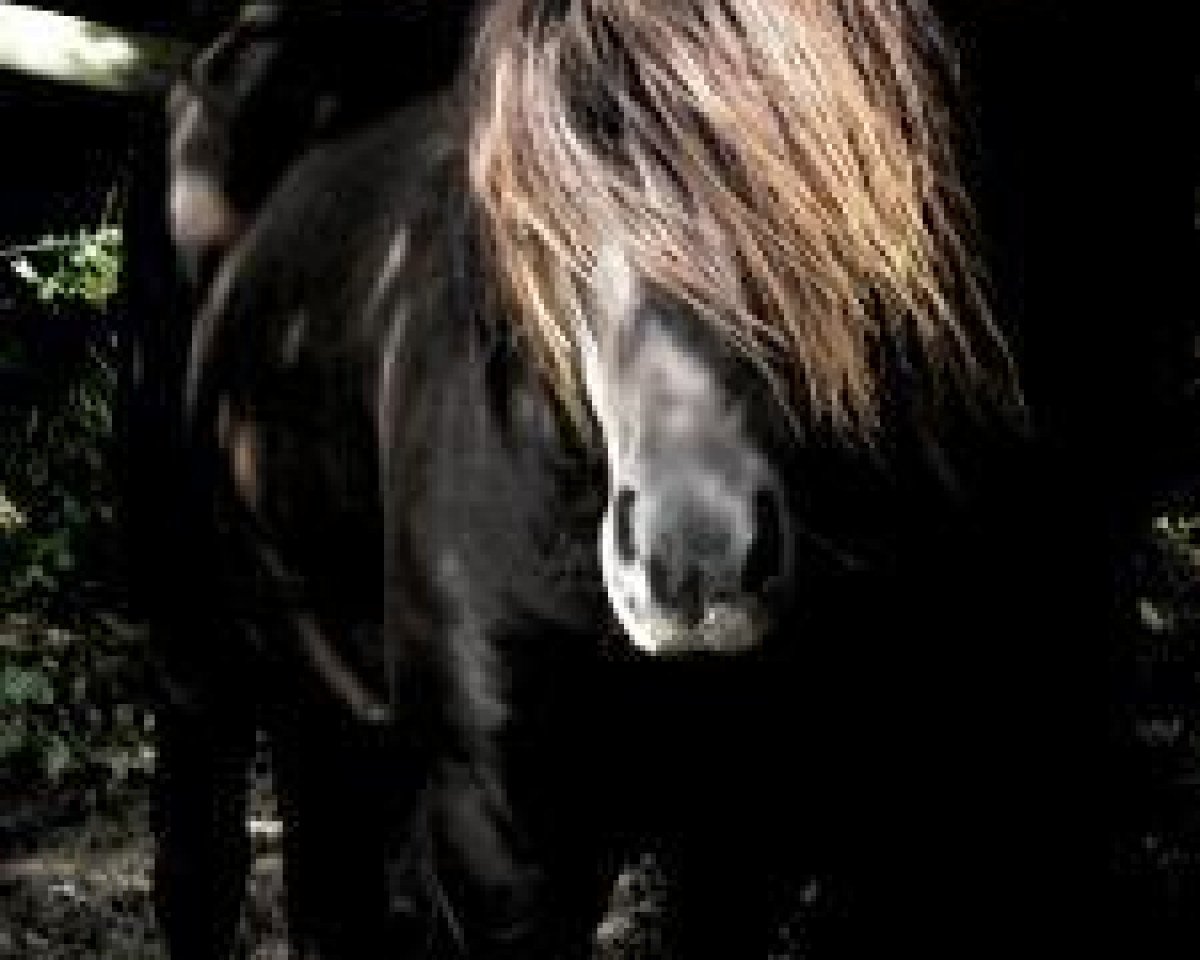 horse Galsis-Glaumur von Haselrode (Iceland Horse, 2004, from Galsor frá Reykjavík)