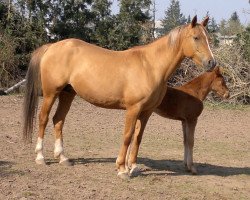 broodmare Sirli 2 (Karabagh, 2006, from Peshwaz)