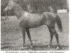 stallion Shagbulag (Karabagh, 1966, from Leopard ox)