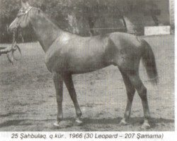 Deckhengst Shagbulag (Karabagher, 1966, von Leopard ox)