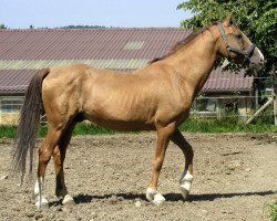 stallion Peshwaz (Karabagh, 1982, from Shagbulag)