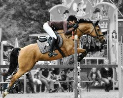 jumper Puccini 92 (German Riding Pony, 2003, from FS Pontiac)