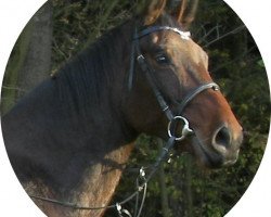 dressage horse Daventry's Boy (German Sport Horse, 2006, from Daventry)