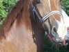 dressage horse Duke (German Sport Horse, 2007, from Daventry)