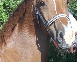 dressage horse Duke (German Sport Horse, 2007, from Daventry)