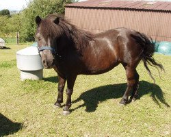 horse Cindy (Shetland B (about 107-117), 1996)