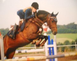 jumper Casiro Girl (Holsteiner, 2006, from Casiro I)