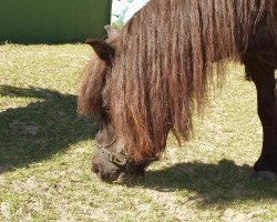 horse Sina (Shetland B (about 107-117), 1993)