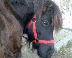 horse Bläcky (Shetland B (about 107-117), 1997)