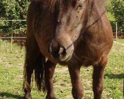 horse Flora (Shetland pony (under 87 cm), 2007)